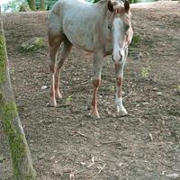 Puledra appaloosa