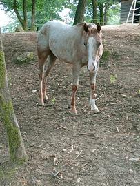 Puledra appaloosa