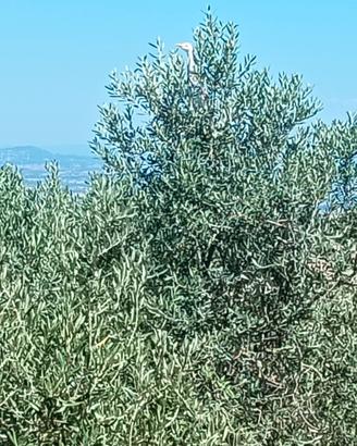 Terreno con sorgente e casale agricolo