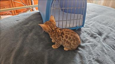 Cuccioli di bengala Brown