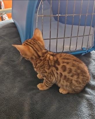 Cuccioli di bengala Brown