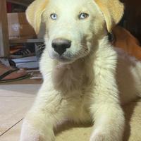 Cucciolo cane