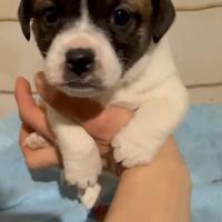 Cucciole jack russell