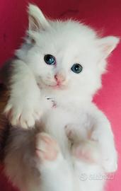 Gattini bianchi maschio/femmina simil siberiani