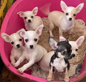 Chihuahua Cuccioli 4 Femmine,1 Maschio,Nati 4/2/26