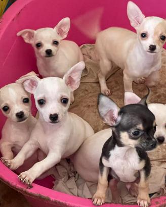 Chihuahua Cuccioli 4 Femmine,1 Maschio,Nati 4/2/26