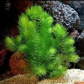 Ceratophyllum demersum