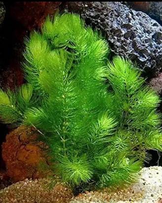 Ceratophyllum demersum