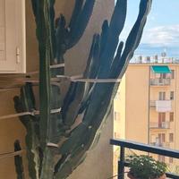 Piante grasse in vaso