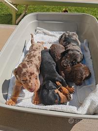 Stupendi bassotti arlecchini