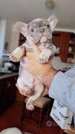 Cuccioli di Bulldog Francese Esotici
