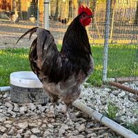 Gallo australorp
