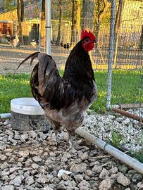 Gallo australorp