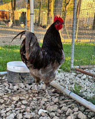Gallo australorp