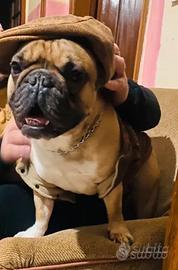 Bulldog Francese da MONTA