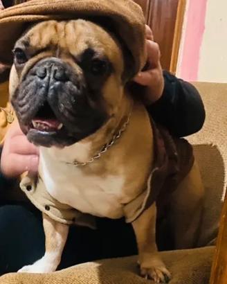 Bulldog Francese da MONTA