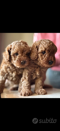 Barboncino Toy 1 maschio 1 femmina