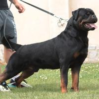 Rottweiler stallone seme congelato per monta