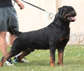 Rottweiler stallone seme congelato per monta