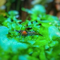 Booster per Caridine, gamberetti d'acqua dolce 