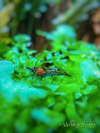 Booster per Caridine, gamberetti d'acqua dolce 