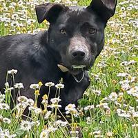 Delizioso e affettuoso cagnolino Apollo