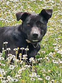 Delizioso e affettuoso cagnolino Apollo