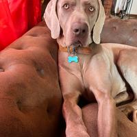 Weimaraner maschio per accoppiamento
