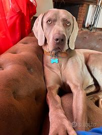 Weimaraner maschio per accoppiamento