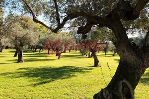 Terreno Agricolo Venafro [VF TTMC5810-25VRG] (Cepp