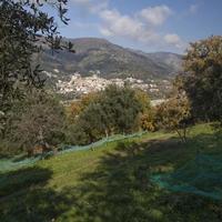 Uliveto Bagaladi ( RC )