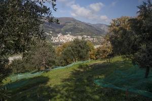 Uliveto Bagaladi ( RC )