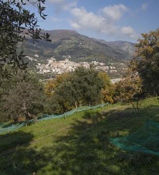 Uliveto Bagaladi ( RC )