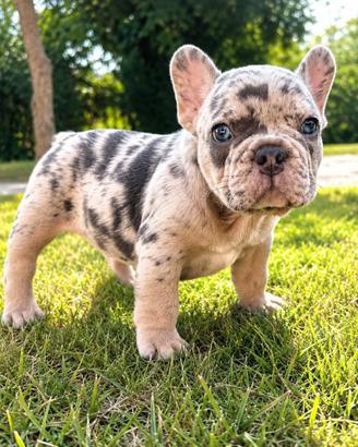Cuccioli bulldog francese alta genealogia