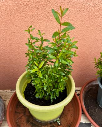 Melograno nano