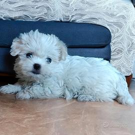 Maltese
