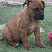 Cuccioli american pitbull terrier