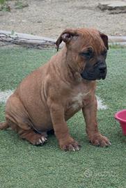 Cuccioli american pitbull terrier