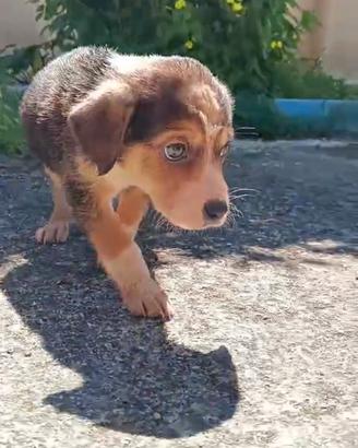 Cucciolino in adozione