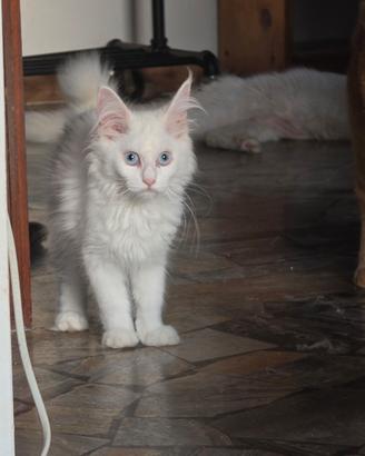 Cuccioli di Maine Coon