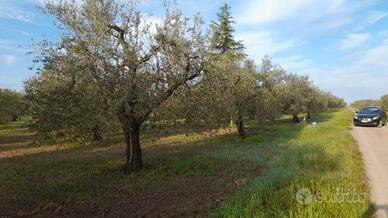 Terreno zona principe 6500mt