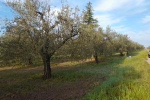 Terreno zona principe 6500mt