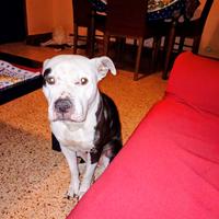 Femmina Amstaff 6 anni sana buona educata