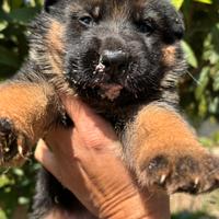 Pastore Tedesco cuccioli disponibili