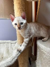 Cuccioli gatto del bengala