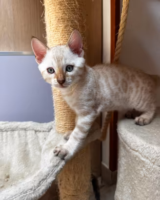 Cuccioli gatto del bengala