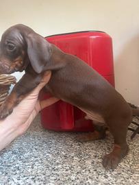 Bassotto kaninchen cioccolato