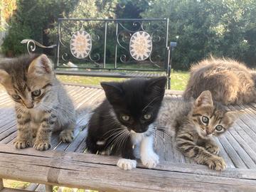 Cuccioli figli di gatto d m’Angora