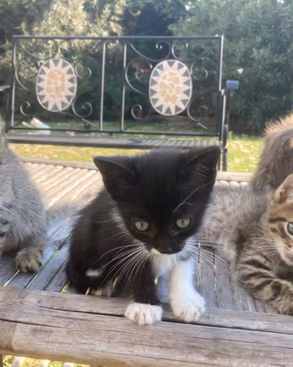 Cuccioli figli di gatto d m’Angora