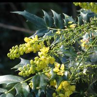 cespuglio di mahonia 60/70 cm